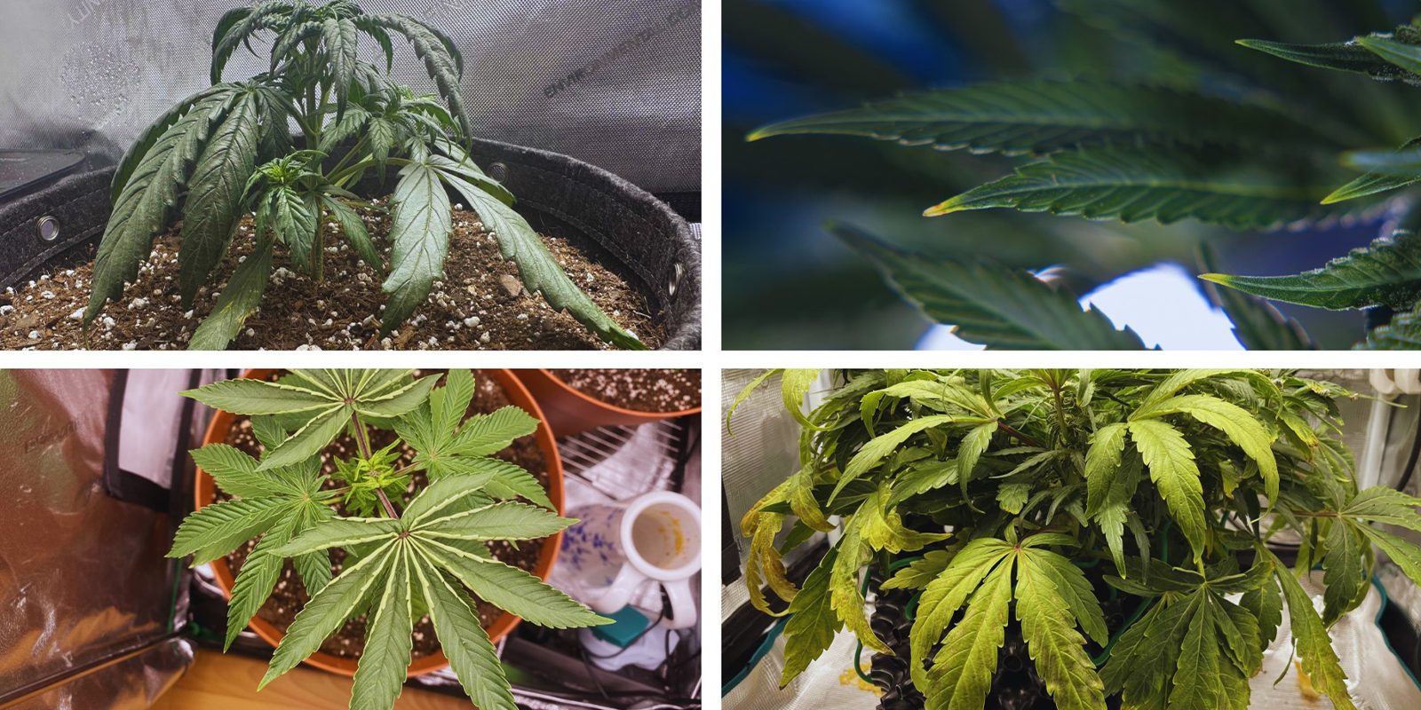 Lista r&aacute;pida de sintomas