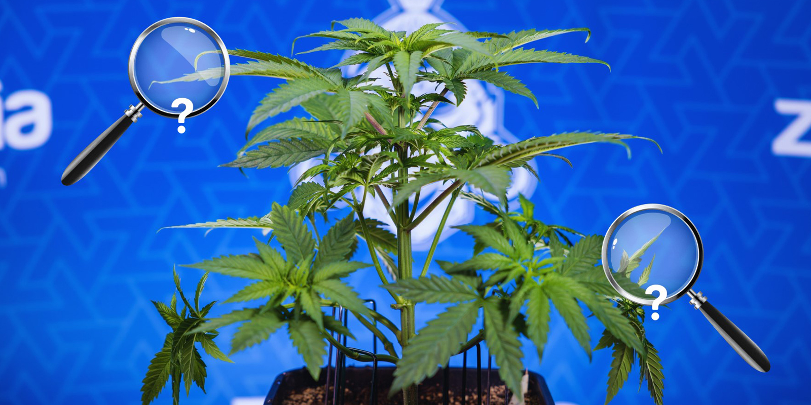 Passo a passo para corrigir