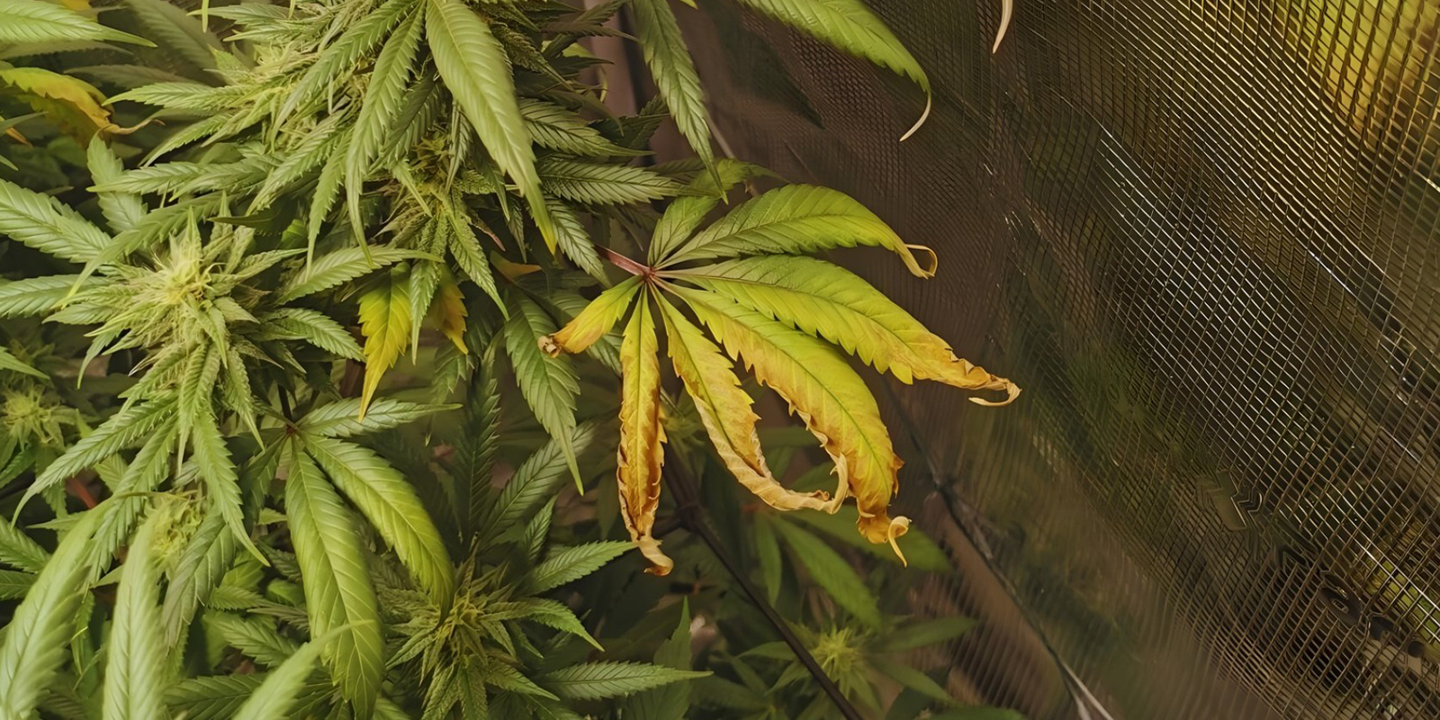 Quando deves preocupar-te