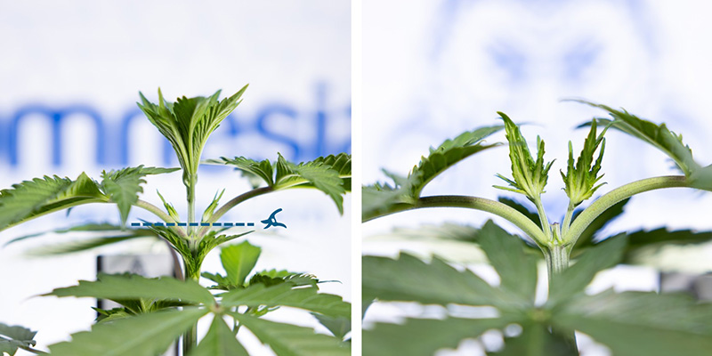 Corte acima do 3.&ordm; n&oacute;