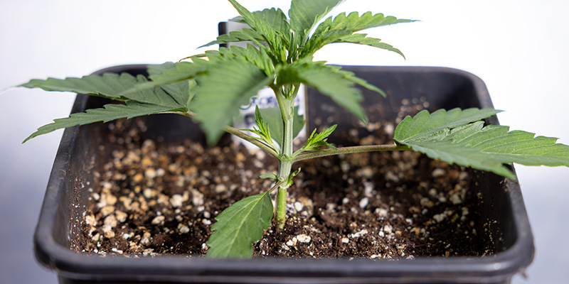 Quando fazer topping em autoflorescentes