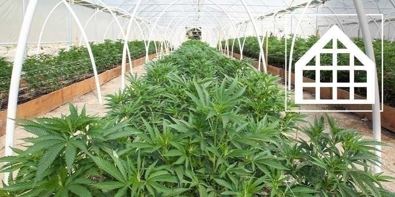 Porque deve cultivar canábis numa estufa ou marquise