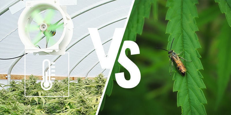 Vantagens e desvantagens de cultivar canábis numa estufa ou marquise