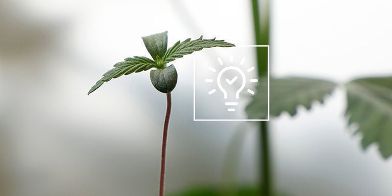 Dicas para cultivar canábis numa estufa ou marquise