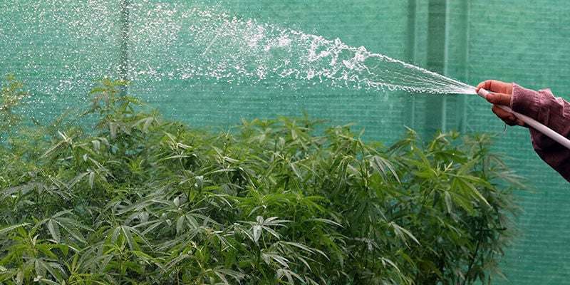 Erros comuns no cultivo em estufas e conservatórios