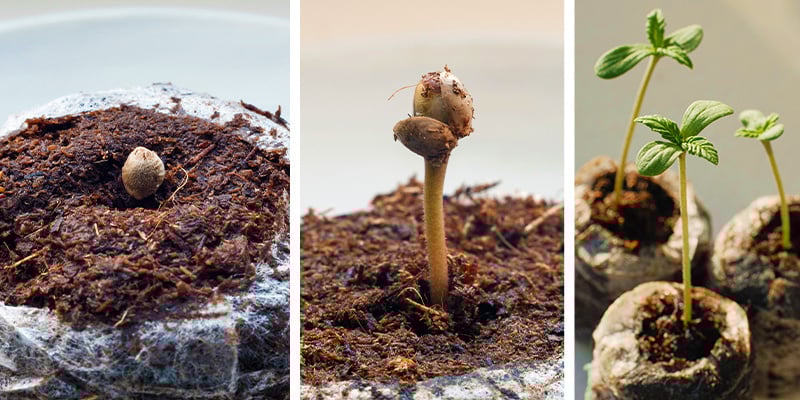 3. Germinar sementes de canábis em pastilhas de turfa