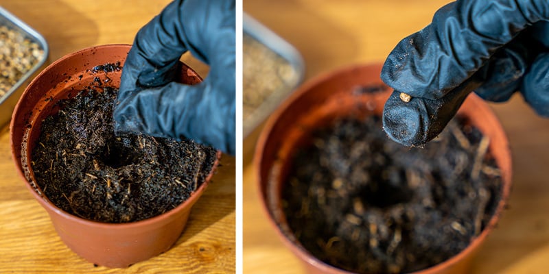 2. Germinação de sementes de canábis em solo