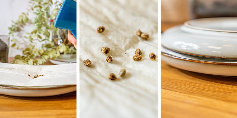 4. Germinar sementes de canábis em papel de cozinha húmido