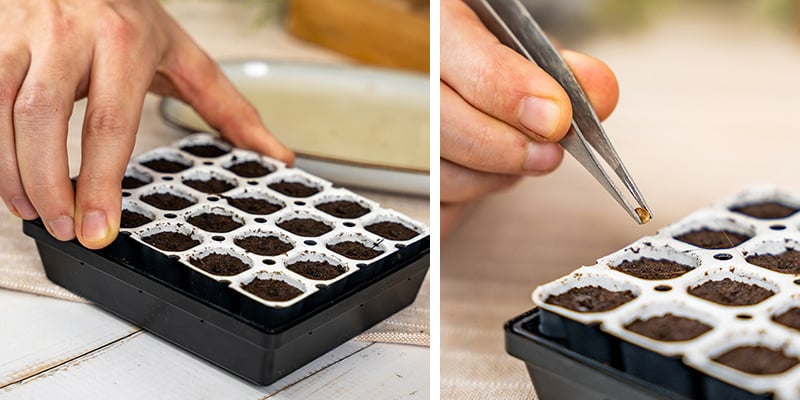 1. Germinar sementes de cannabis com um kit de germinação