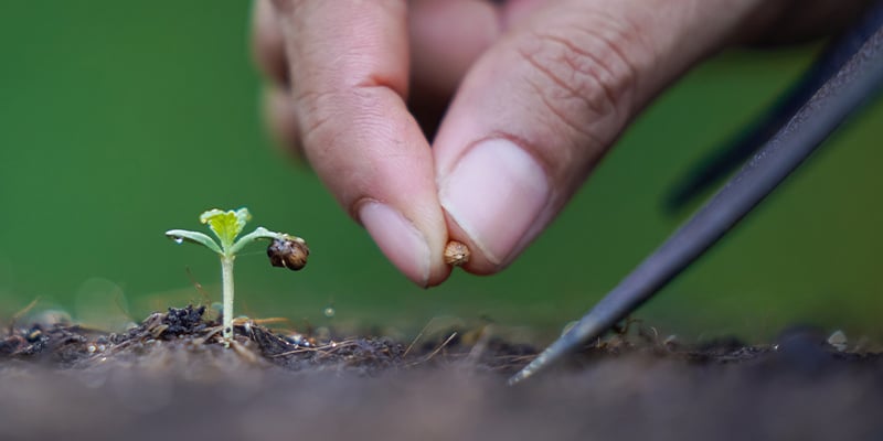 Como germinar sementes antigas de canábis