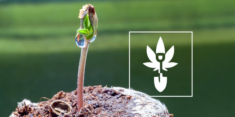 Como germinar sementes de canábis