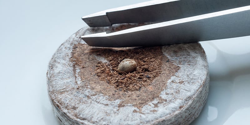 3. Germinação de sementes de canábis em pastilhas de turfa