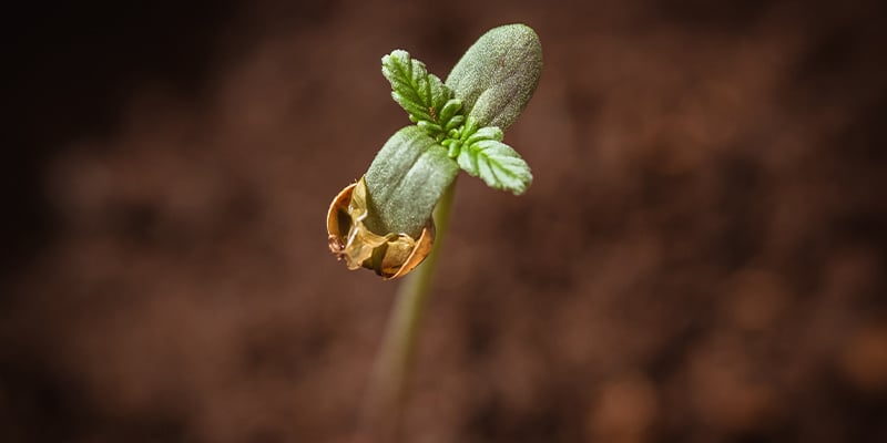 2. Germinar sementes de canábis em solo