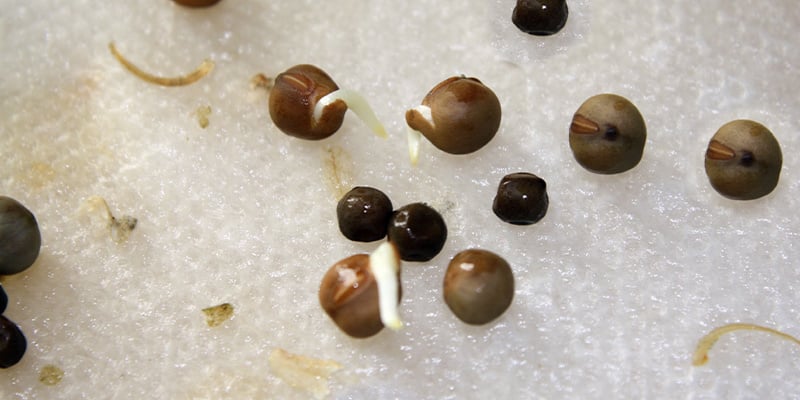 4. Germinar sementes de canábis em papel de cozinha húmido