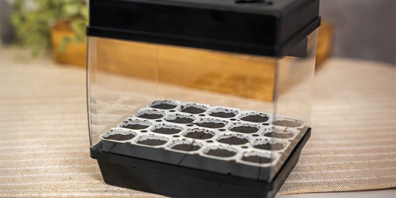 1. Germinação de sementes de canábis com um kit de germinação