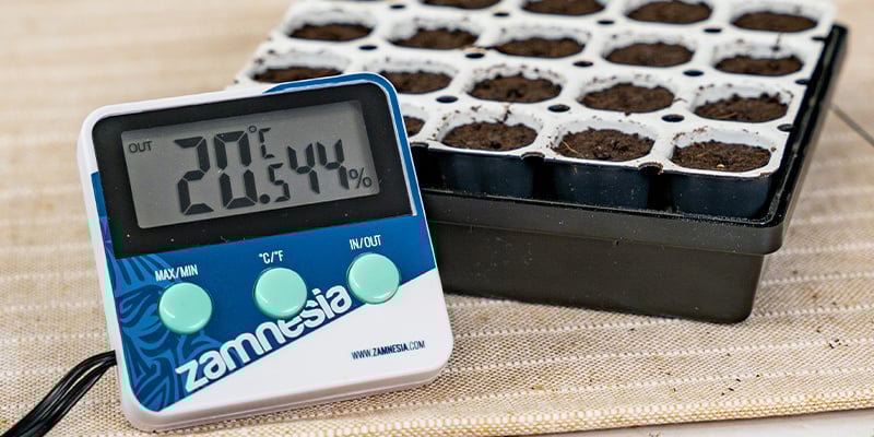 Condições ideais para germinação de sementes de canábis