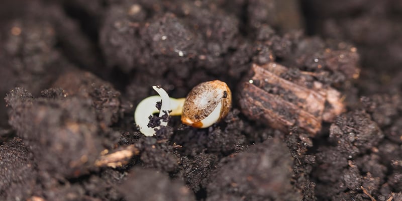 As melhores formas de germinar sementes de canábis