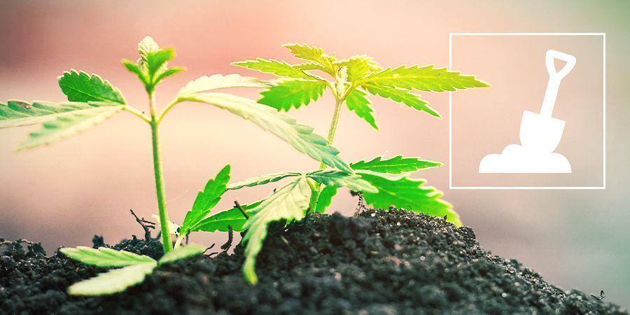 Cultivar canábis em solo