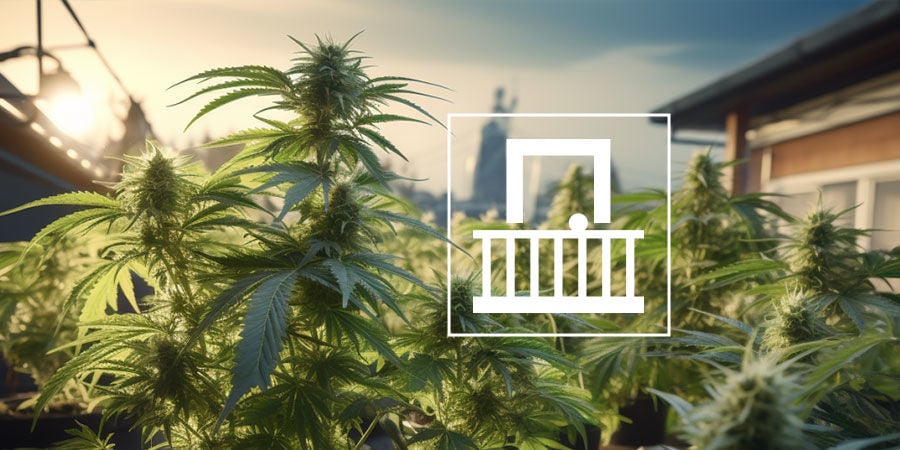 Como cultivar canábis numa varanda ou terraço