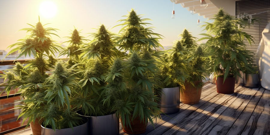 Cultivar ótima erva num terraço ou varanda
