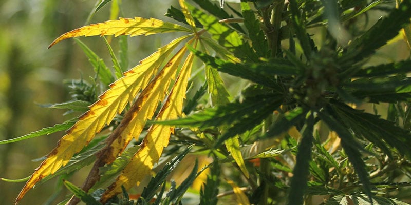 A diagnosticar folhas amarelas em plantas de canábis