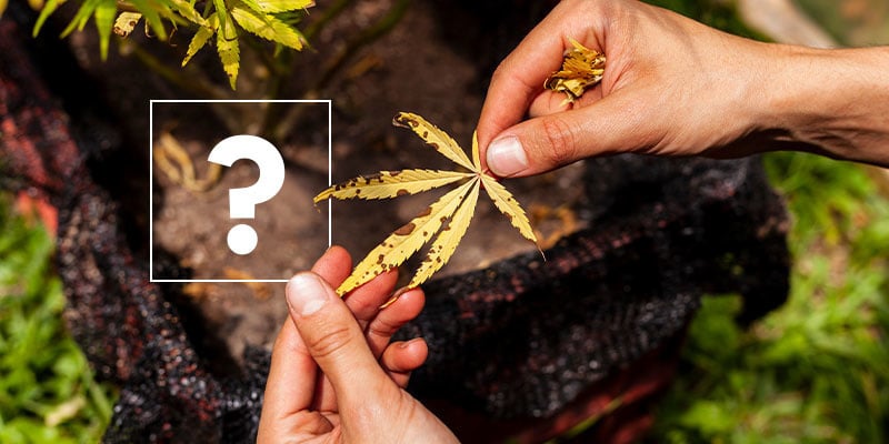 O que causa folhas amarelas na cannabis?