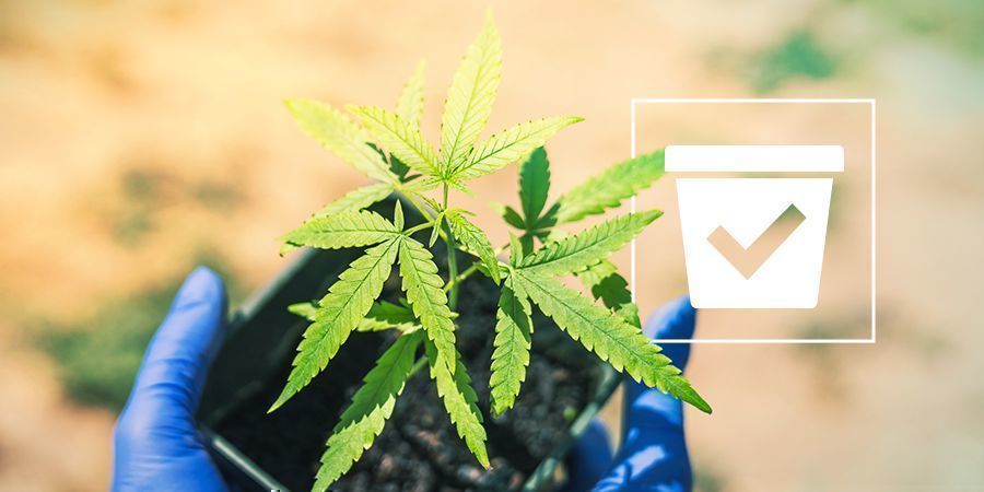 Recipiente correto para plantas de cannabis