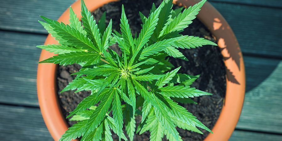 Terracota (Vasos de Barro) para Cannabis