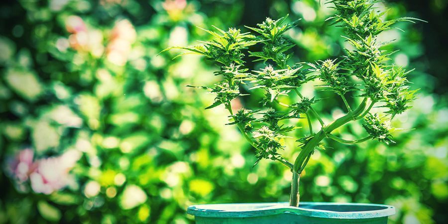 Dicas para cultivar canábis em vasos