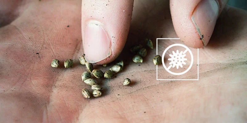 Sementes de canábis germinadas mas sem crescimento: Infeção fúngica ou bacteriana