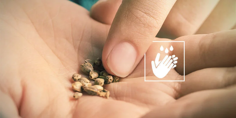 Sementes de canábis sem germinar: Manusear sementes com as mãos nuas