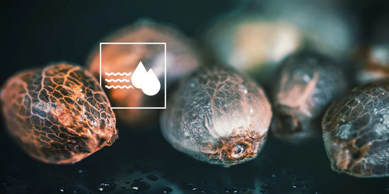 Sementes de canábis não germinam: Baixa humidade