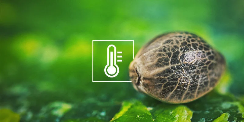 Sementes de canábis não germinam: Temperaturas baixas