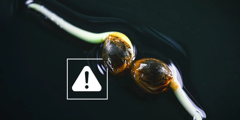 Sementes de canábis germinadas, mas sem crescer: Excesso de água