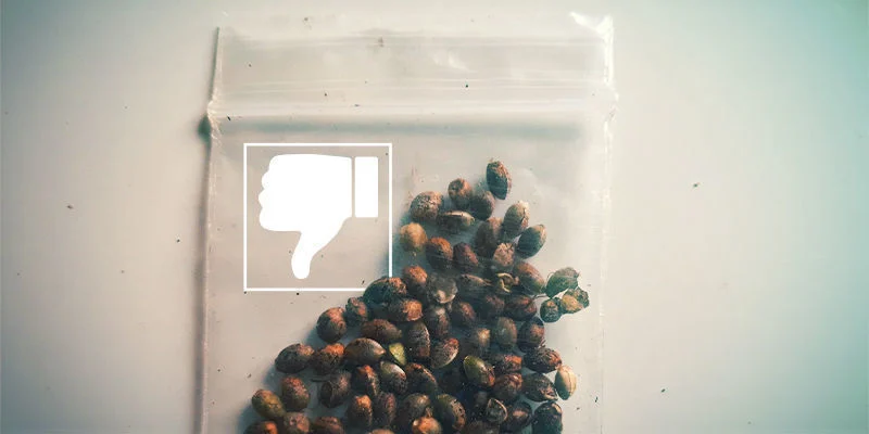 Sementes de canábis não germinam: sementes de qualidade inferior