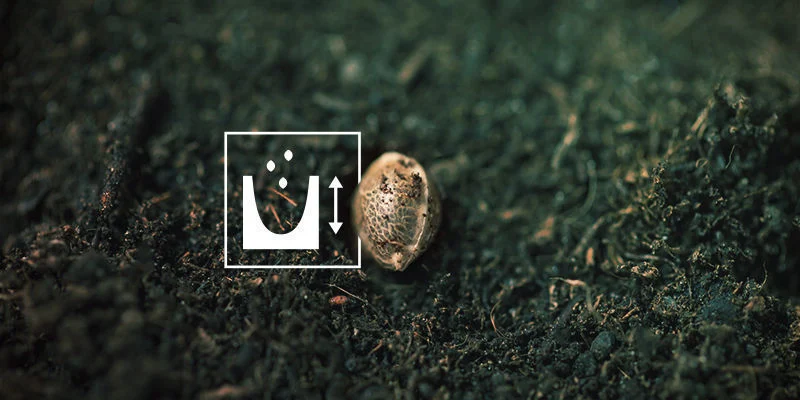 Sementes de canábis não germinam: não enterradas suficientemente