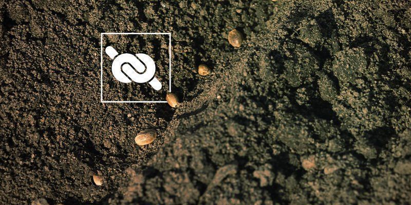 Sementes de canábis não germinam: Solo demasiado compactado