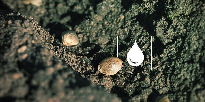 Sementes de canábis não germinam: Falta de água