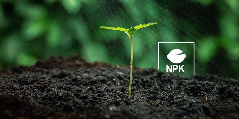 Como nutrir plantas de canábis