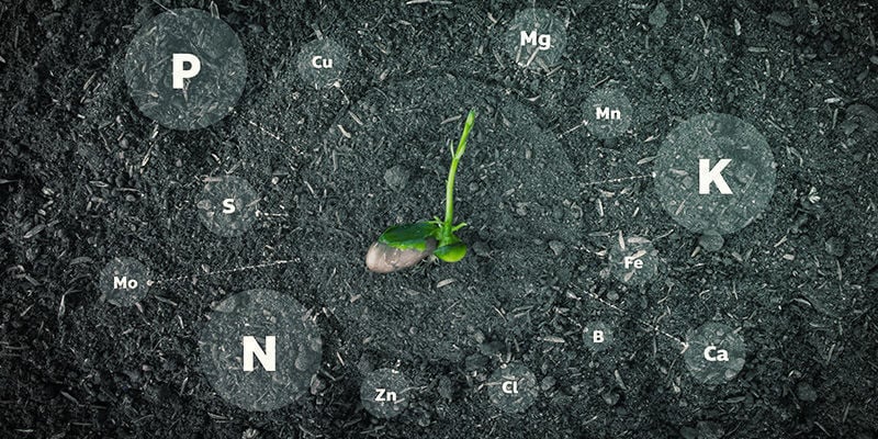 Que nutrientes precisam as plantas de canábis?