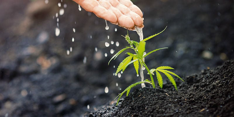 Porque é que as plantas de canábis precisam de nutrientes?