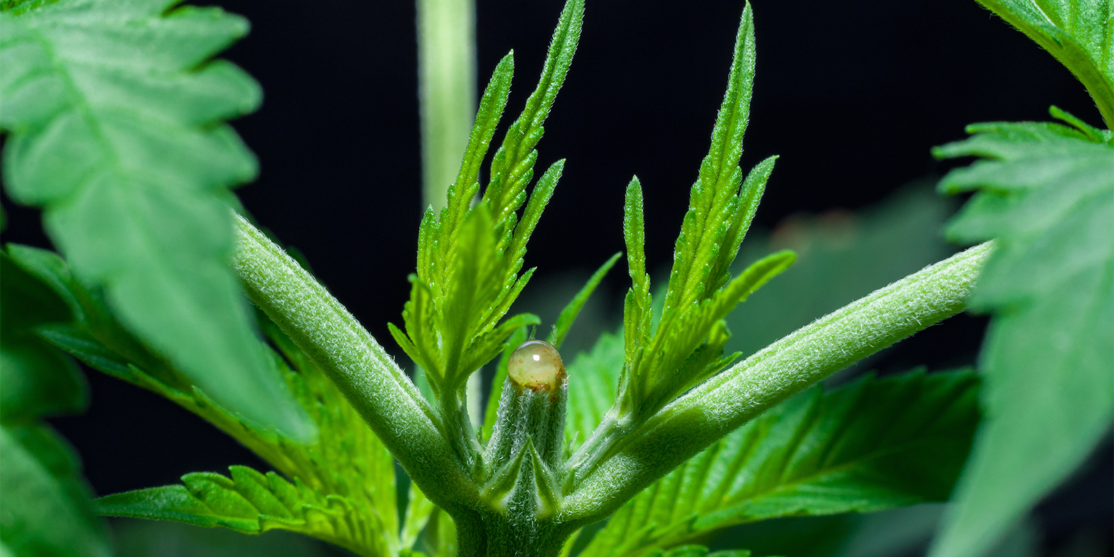 Recuperação e cuidados das plantas após topping