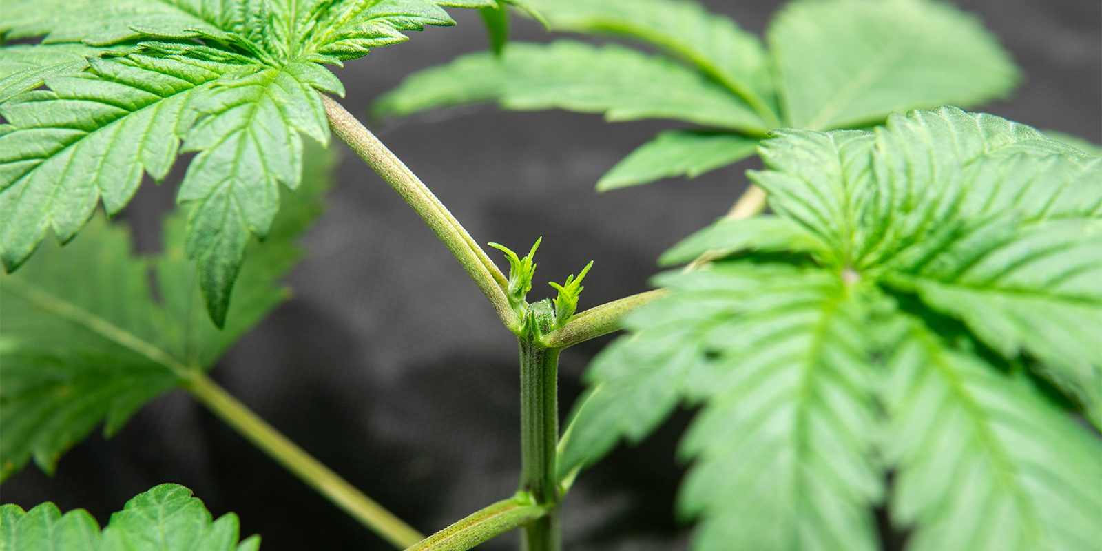 Topping autoflowers vs photoperiod plants