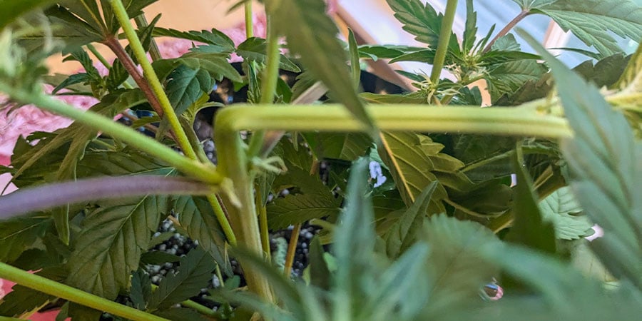 Benefícios do super cropping na canábis