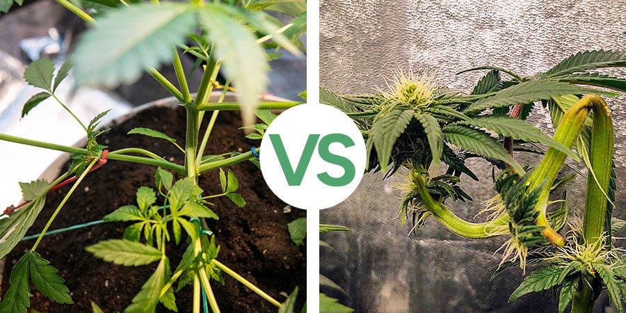 Qual é a diferença entre LST e super cropping?