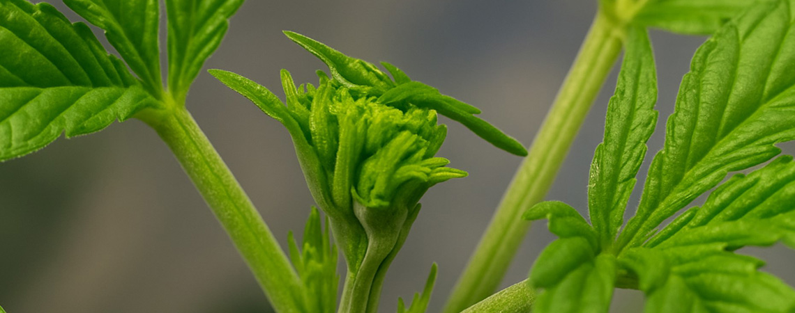 Fazer fimming em plantas de cannabis para uma colheita maior: quando e como fazer fimming