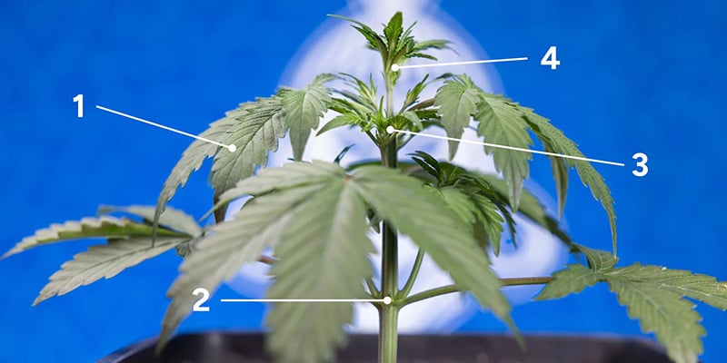 Quando é que a tua planta está pronta para o fimming? Quando é que a tua planta está pronta para o fimming?