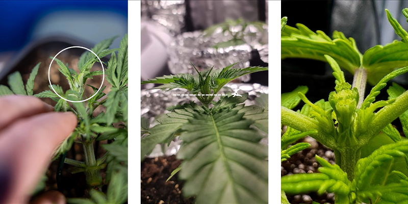 Passo a passo: como fazer fimming à cannabis Passo a passo: como fazer fimming à cannabis