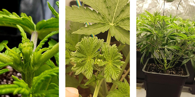 Porquê fazer fimming à cannabis? Porquê fazer fimming à cannabis?