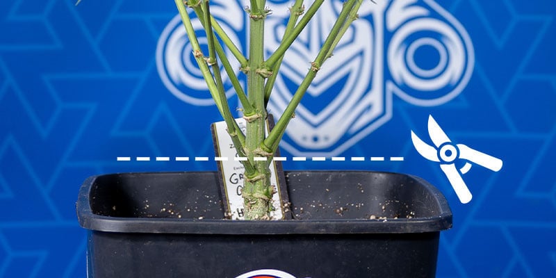 Colheita da planta inteira